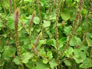 Curing diseases with Achyranthes Aspera (Prickly Flower or Uttareni