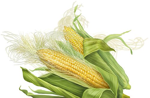 Corn Silk in Ayurveda