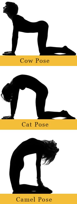 Cat Cow Camel poses in Yoga